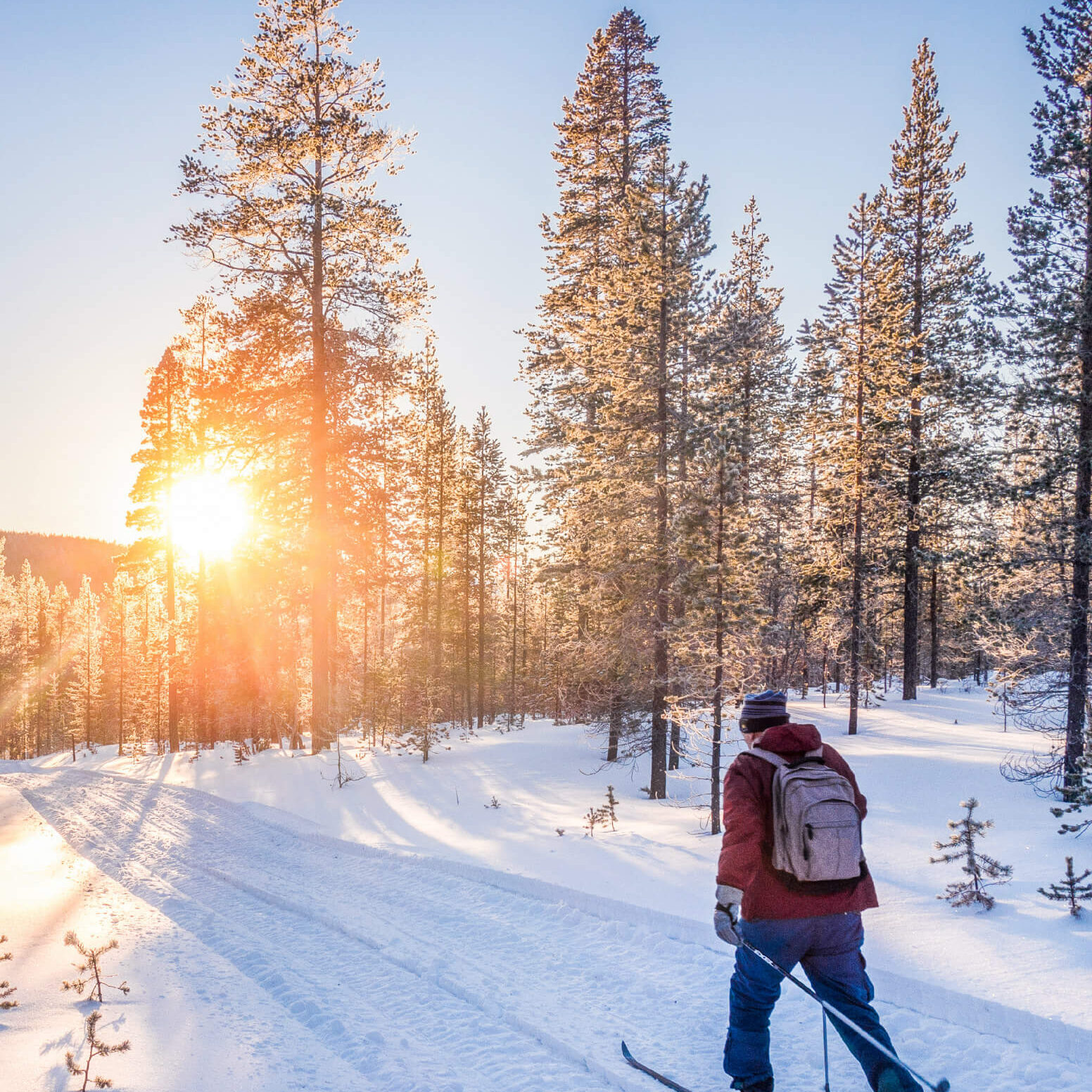 Panoramic view of man cross-country skiing on a track in beautiful winter wonderland scenery in Scandinavia with scenic evening light at sunset in winter, northern Europe
